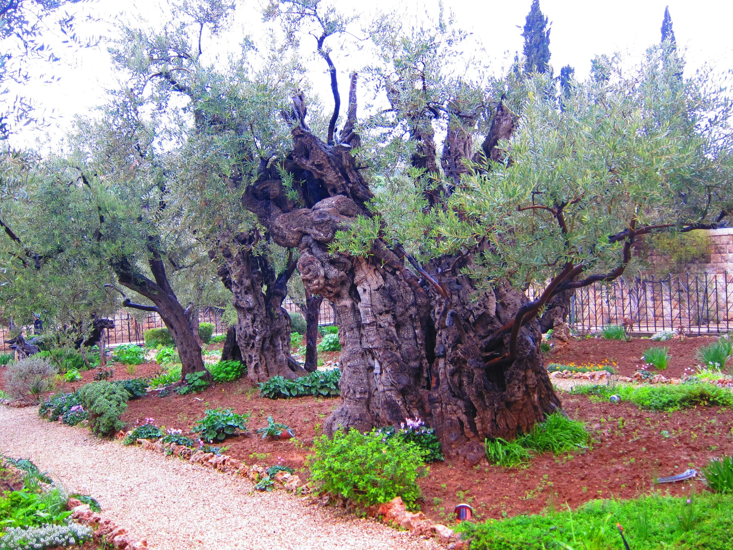 The Garden of Gethsemane — Christina Fox
